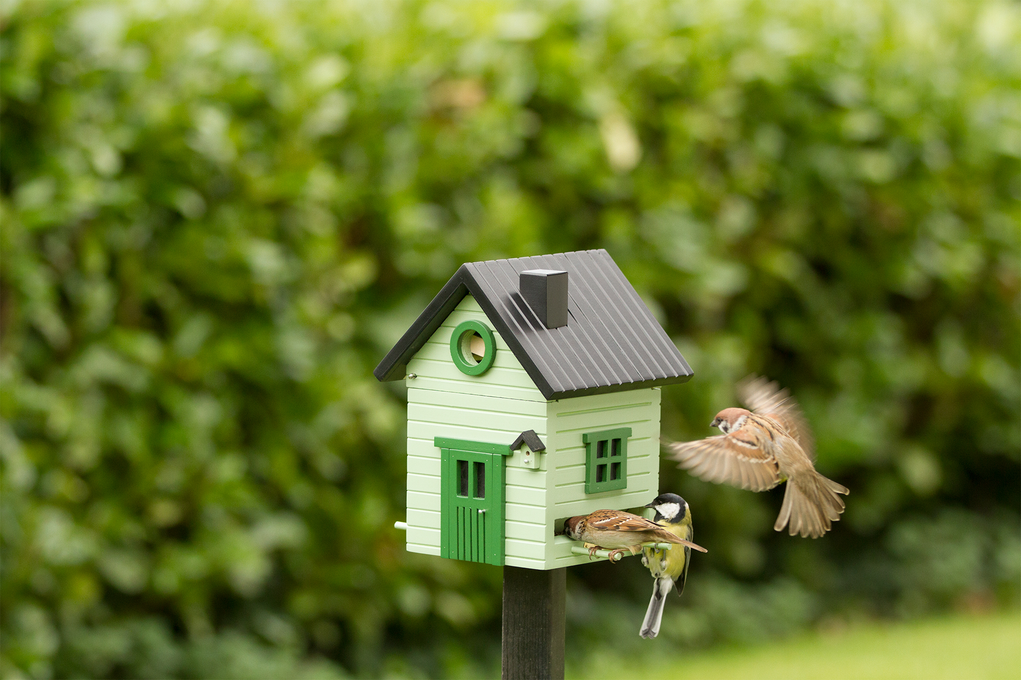 kort Sluiting Vergelden Multiholk Ljusgrön Hus (voederhuisje-nestkastje) - BoBizz