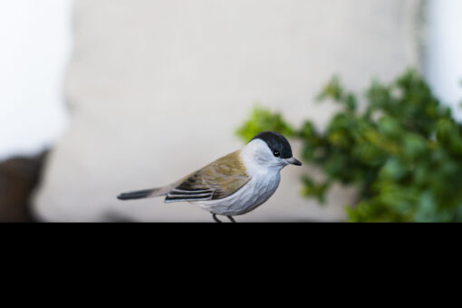 DecoBird Zwartkop - Afbeelding 2