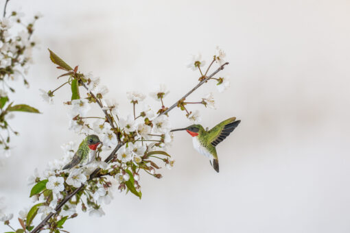 DecoBird Kolibries - Afbeelding 4